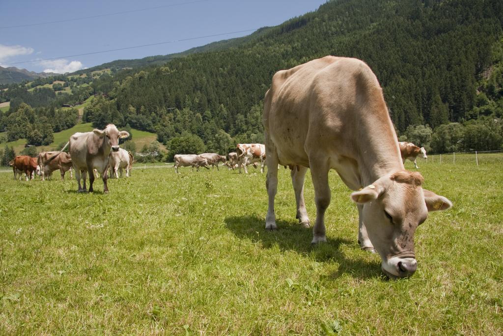 Martlerhof Apartment Aschau Im Zillertal Ngoại thất bức ảnh